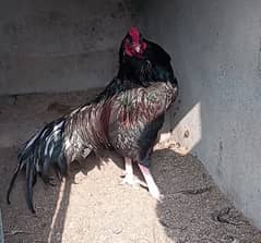 aseel eggs , chick's and breeders available