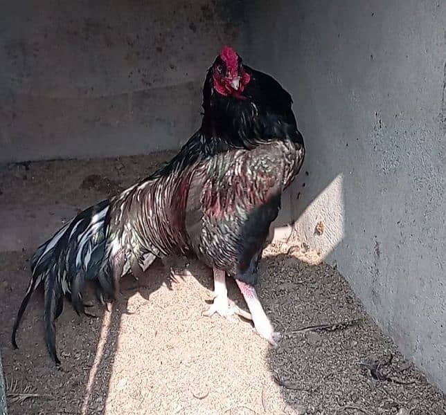 aseel eggs , chick's and breeders available 0