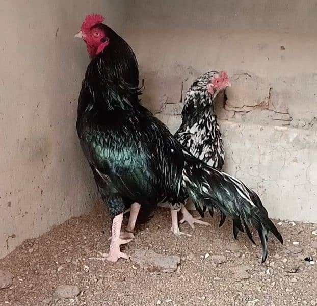aseel eggs , chick's and breeders available 1