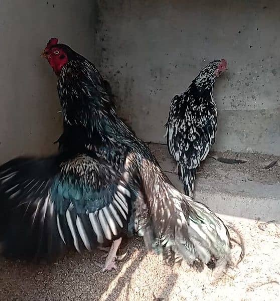 aseel eggs , chick's and breeders available 4