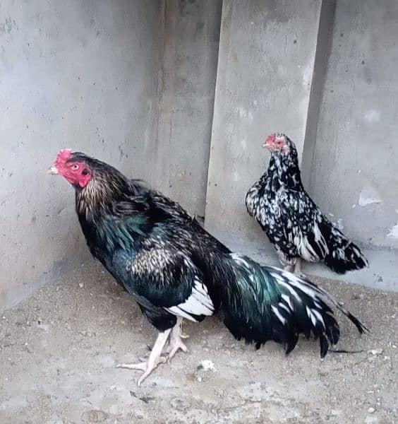 aseel eggs , chick's and breeders available 7