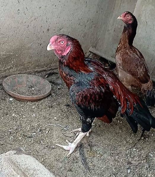 aseel eggs , chick's and breeders available 8