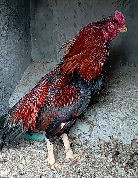 aseel eggs , chick's and breeders available 9