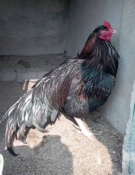 aseel eggs , chick's and breeders available 10