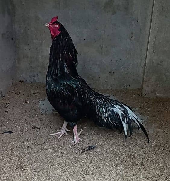 aseel eggs , chick's and breeders available 12