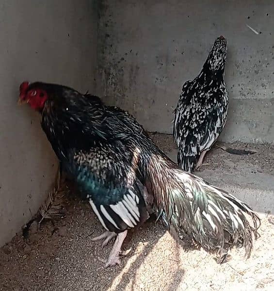 aseel eggs , chick's and breeders available 15