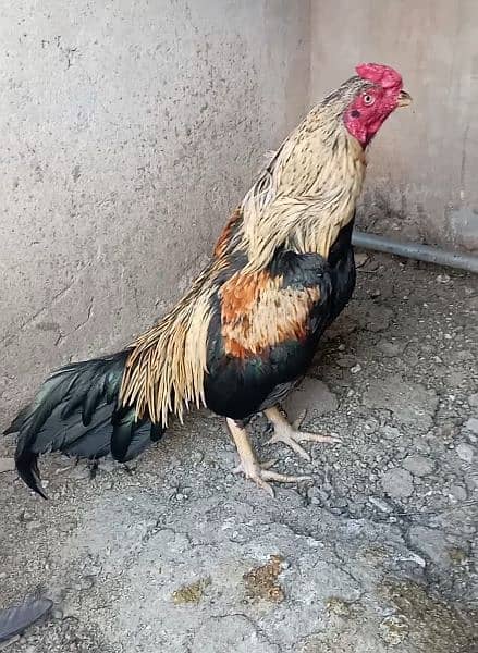 aseel eggs , chick's and breeders available 19