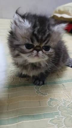 Kitten extreme punch & peki kitten for sale