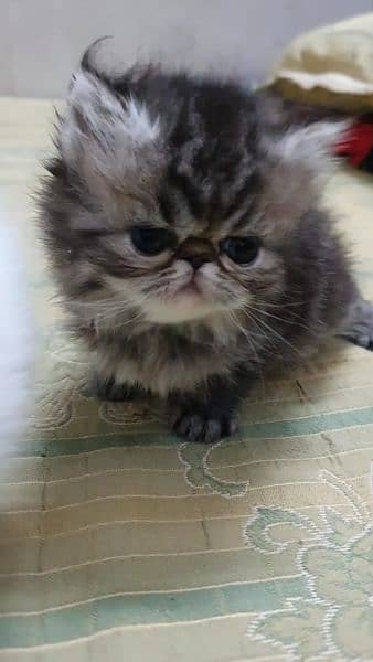 Kitten extreme punch & peki kitten for sale 0