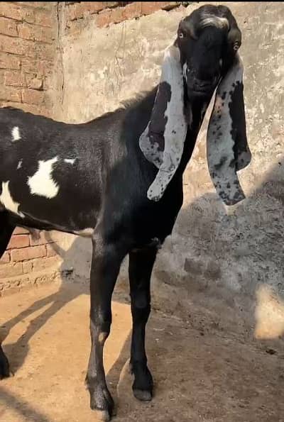 Pyour Amratsari betle Male 13 Months Age. . 1 Lal Diba Male b awaylable