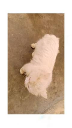 White Persian Male Cat For sale. . .