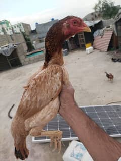 aseel mianwali female with 2chiks