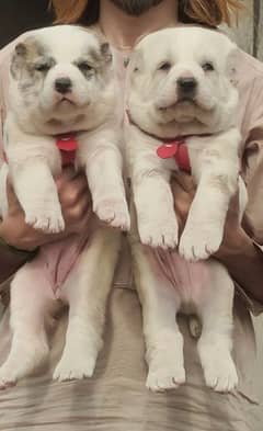 alabai dog pair 2month for sale cargo available