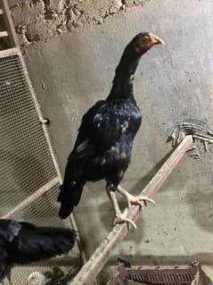 ASEEL shamo hen black colour 0
