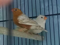 full orange finches pair