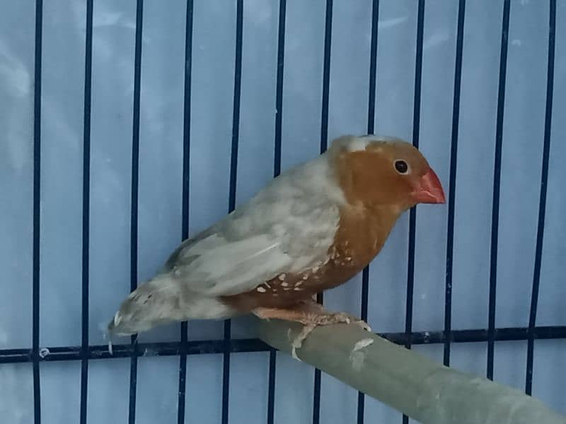 full orange finches pair 2