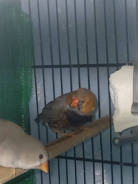 full orange finches pair 4