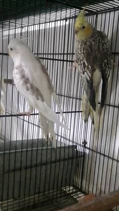 cockatiel hand tame parpas sy ly kr adult tak male female sb Available