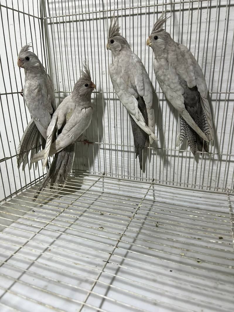 cockatiel hand tame parpas sy ly kr adult tak male female sb Available 1