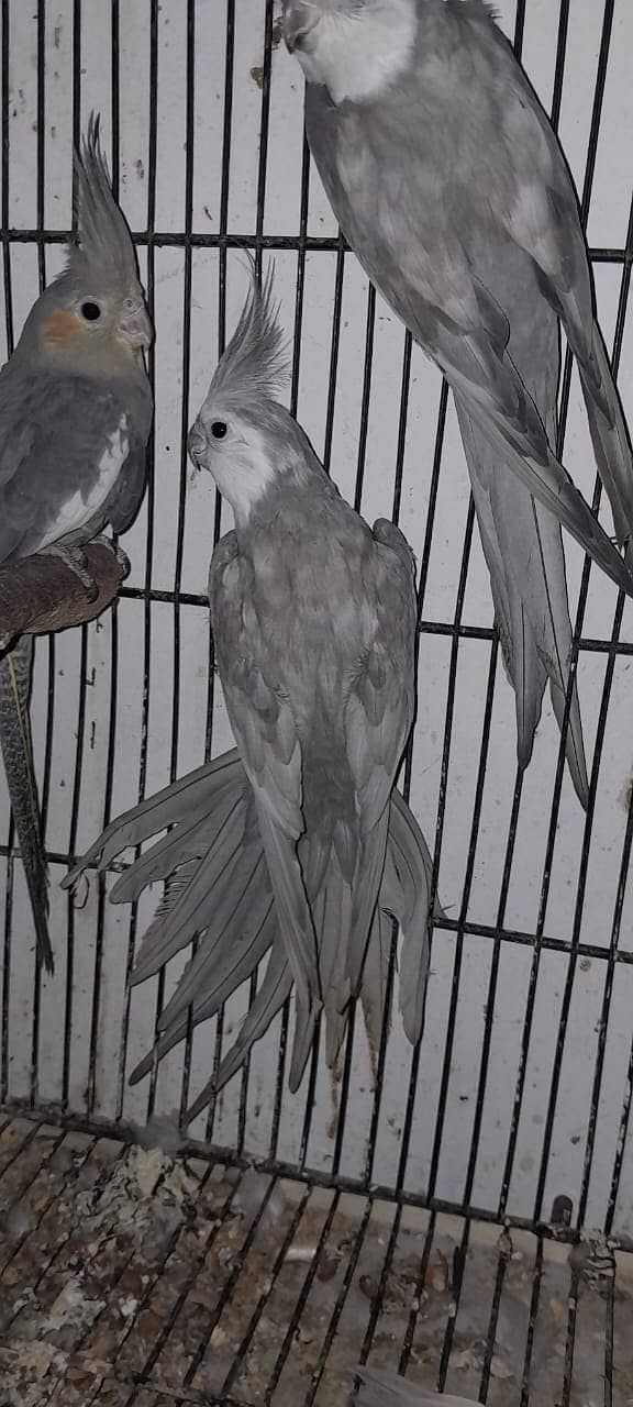 cockatiel hand tame parpas sy ly kr adult tak male female sb Available 3