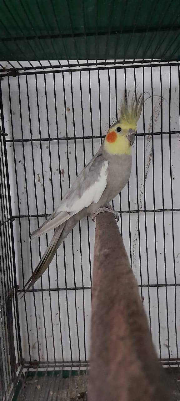 cockatiel hand tame parpas sy ly kr adult tak male female sb Available 4