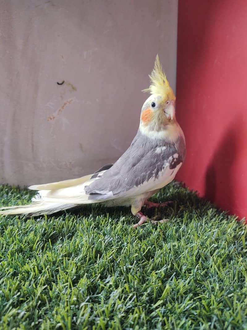 cockatiel hand tame parpas sy ly kr adult tak male female sb Available 5