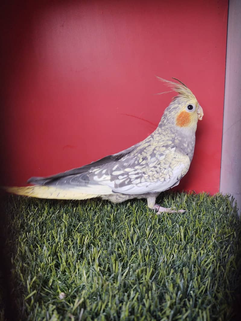 cockatiel hand tame parpas sy ly kr adult tak male female sb Available 6