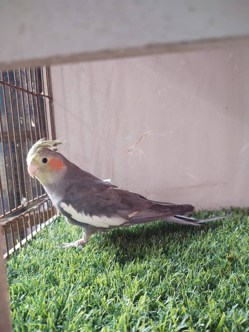 cockatiel hand tame parpas sy ly kr adult tak male female sb Available 7