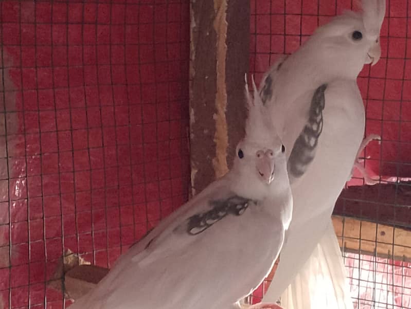 cockatiel hand tame parpas sy ly kr adult tak male female sb Available 9