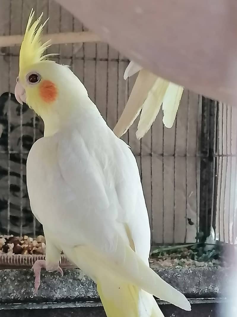 cockatiel hand tame parpas sy ly kr adult tak male female sb Available 10