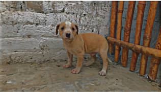 bull dog baby for sale