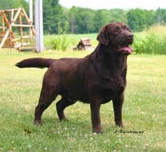 chocolate Labrador pedigree male meetings available