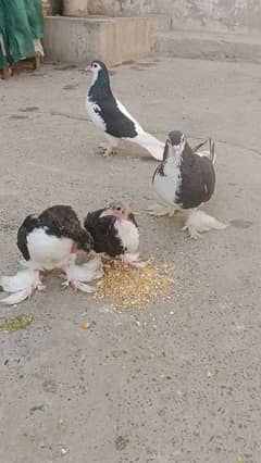 Sherazi Pigeons