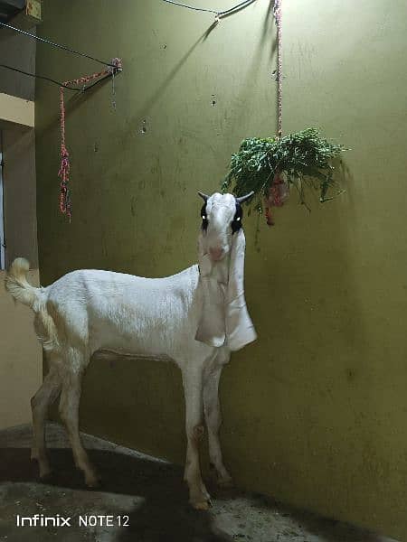 Gulabbi Cross bakra 2 Goat 16