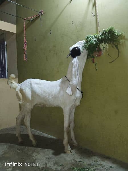 Gulabbi Cross bakra 2 Goat 18