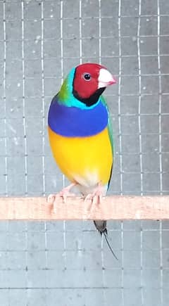 Gouldian Chicks (Complete Self, Healthy and Active)