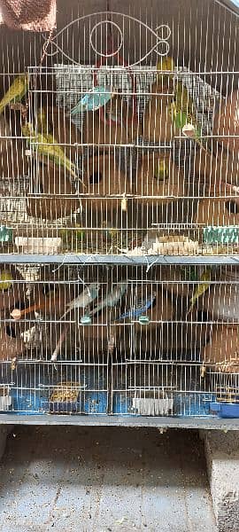 Complete Budgie Setup for Urgent Sale 2