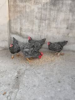 American bread Plymouth Heritage breeders pairs 3 hen or 1 murga.