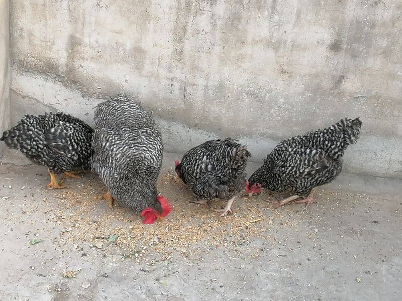 American bread Plymouth Heritage breeders pairs 3 hen or 1 murga. 1