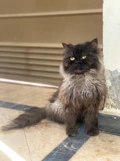 loving adult persian Male for sale