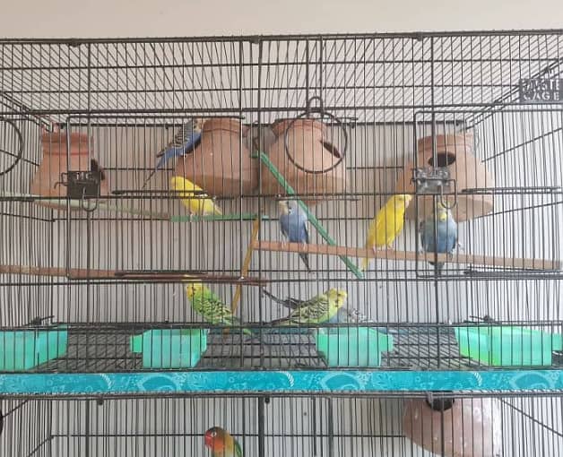master cage for birds  for sell and exchange with boxes and matkis 1