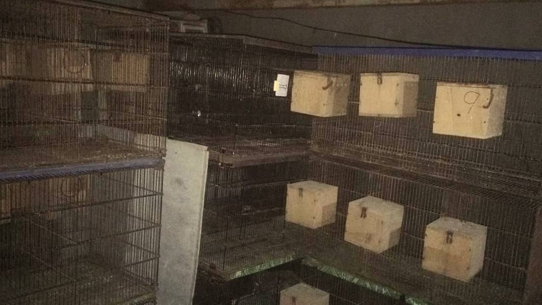 master cage for birds  for sell and exchange with boxes and matkis 3