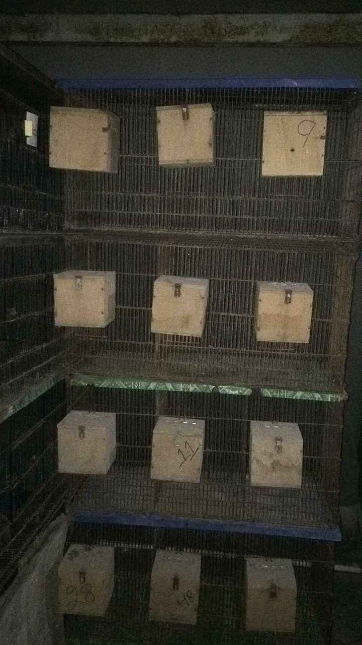 master cage for birds  for sell and exchange with boxes and matkis 10