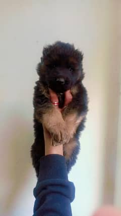 Gsd long coat puppies available for sale.