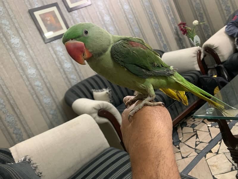 Tame Raw parrot. 0
