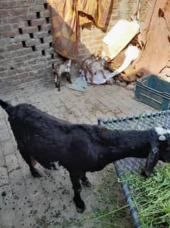 Goat kids 3 bache 20 days old