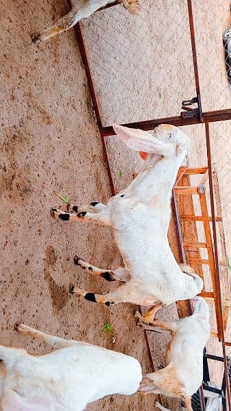 Rajanpuri Goats 0