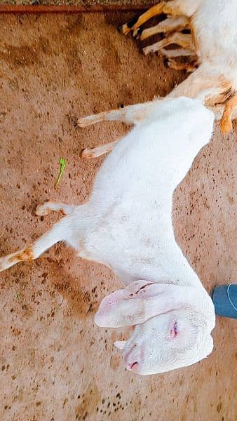 Rajanpuri Goats 5