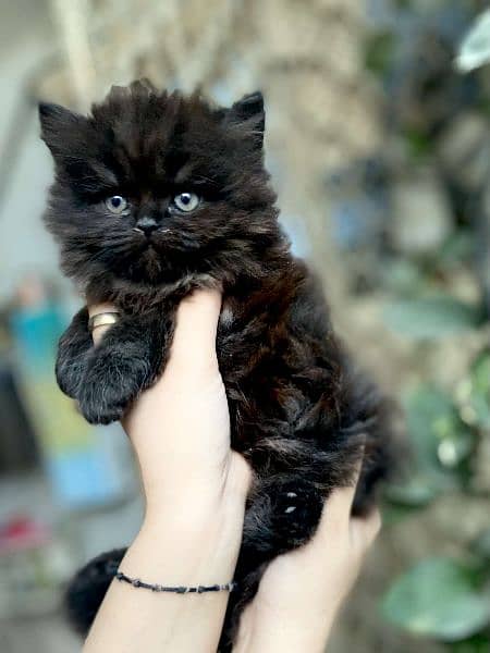 Siberian×persian kitten 1