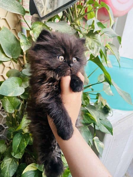 Siberian×persian kitten 5